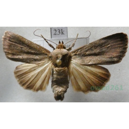 Conistra ligula (Esper, 1791) Porożnica Hungaria23k